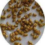 rostki ростки пшеницы