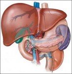 liver-pechen печень человека