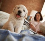 dog собака
