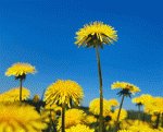 oduvanchik одуванчики