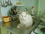 лучший корм для кошек лучший корм для кошек