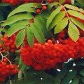 rjabina-krasnaja Свойства красной рябины