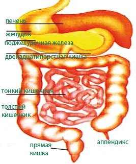 nesvarenie-zheludka Несварение желудка