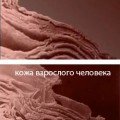 kozha кожа, эпидермис