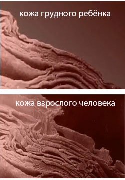 kozha кожа, эпидермис