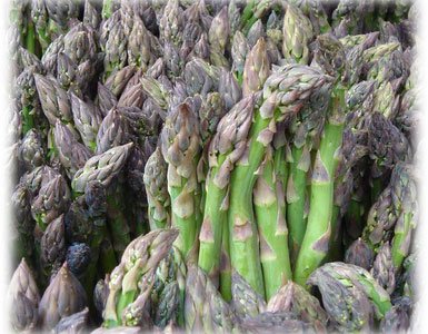 sparzha Выращивание спаржи из семян