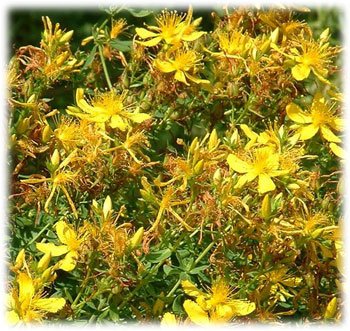 zveroboj Зверобойное масло в домашних условиях